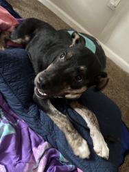 Lost Male Dog last seen Spring Pine Apts, Houston, TX 77043