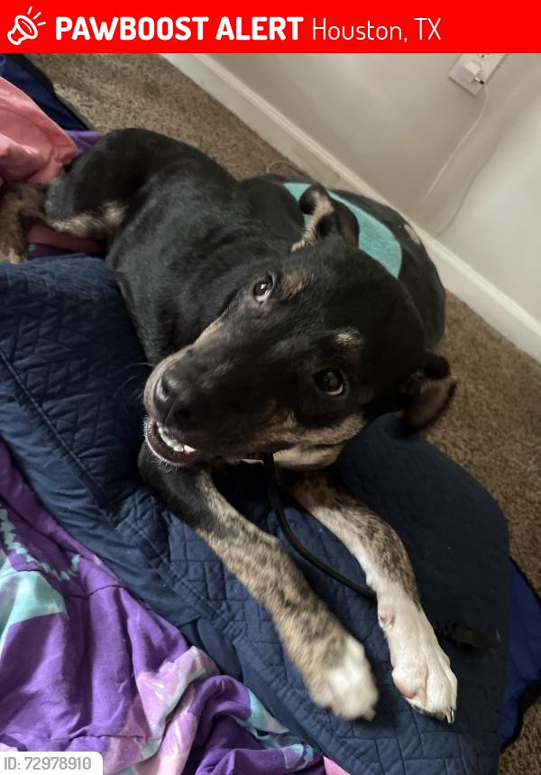 Lost Male Dog last seen Spring Pine Apts, Houston, TX 77043