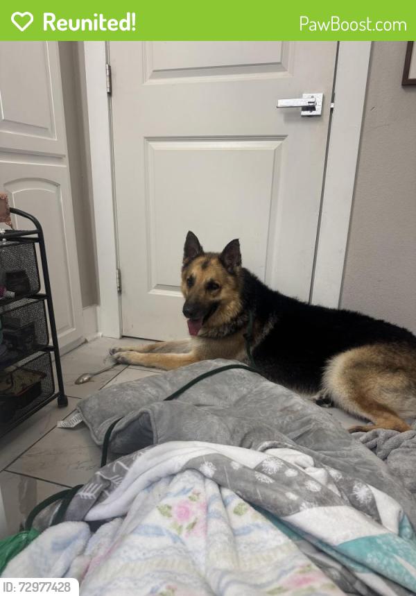 Reunited Male Dog last seen On W Biddison St between South Hills Ave and Mission St, Fort Worth, TX 76110