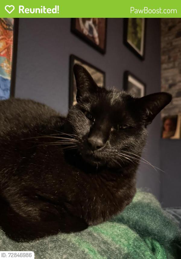 Reunited Male Cat last seen Green lane , Northumberland, England NE63