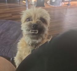 Reunited Male Dog last seen Henderson highway & Winterton , Winnipeg, MB R2K 2H8