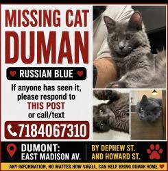 Lost Male Cat last seen Dephew , Dumont, NJ 07628