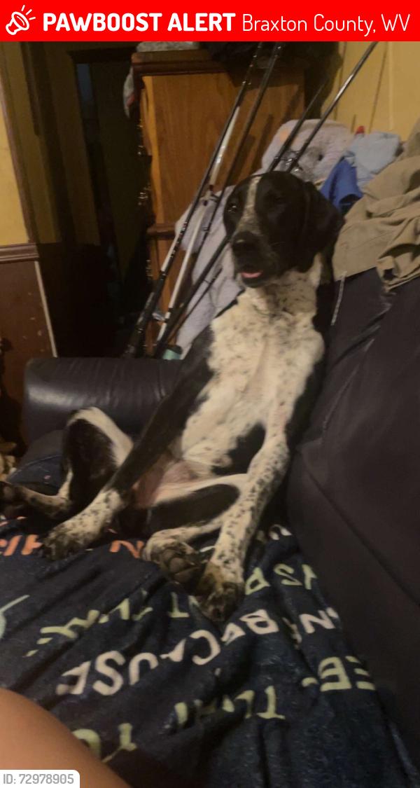 Lost Female Dog last seen Braxton county , Braxton County, WV 25063