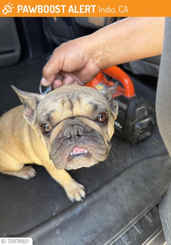 Found/Stray Female Dog last seen 48th and Jackson, Coachella, CA 92236