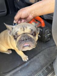 Found/Stray Female Dog last seen 48th and Jackson, Coachella, CA 92236