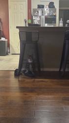 Lost Male Cat last seen Near thoroughbred st, Waxahachie, TX 75165
