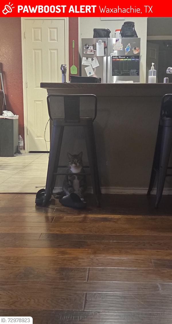 Lost Male Cat last seen Near thoroughbred st, Waxahachie, TX 75165
