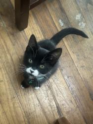 Lost Female Cat last seen High St and Ygnacio Ave, Oakland, CA 94601