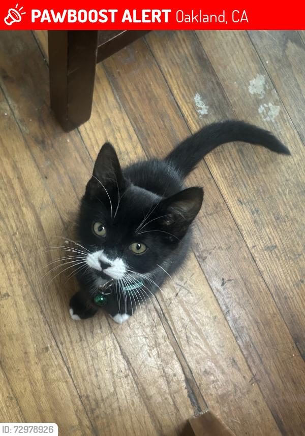 Lost Female Cat last seen High St and Ygnacio Ave, Oakland, CA 94601