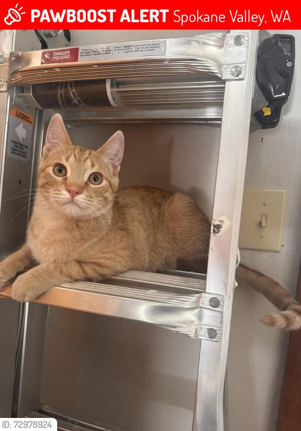 Lost Female Cat last seen Calvin and Everett, neighborhood off Forker/progress, Spokane Valley, WA 99216