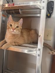 Lost Female Cat last seen Calvin and Everett, neighborhood off Forker/progress, Spokane Valley, WA 99216