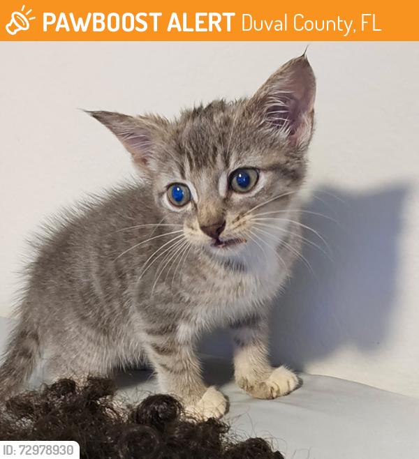 Found/Stray Female Cat last seen Atlantic Boulevard and Kernan, Duval County, FL 32246