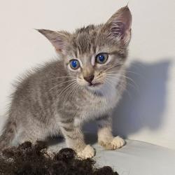 Found/Stray Female Cat last seen Atlantic Boulevard and Kernan, Duval County, FL 32246