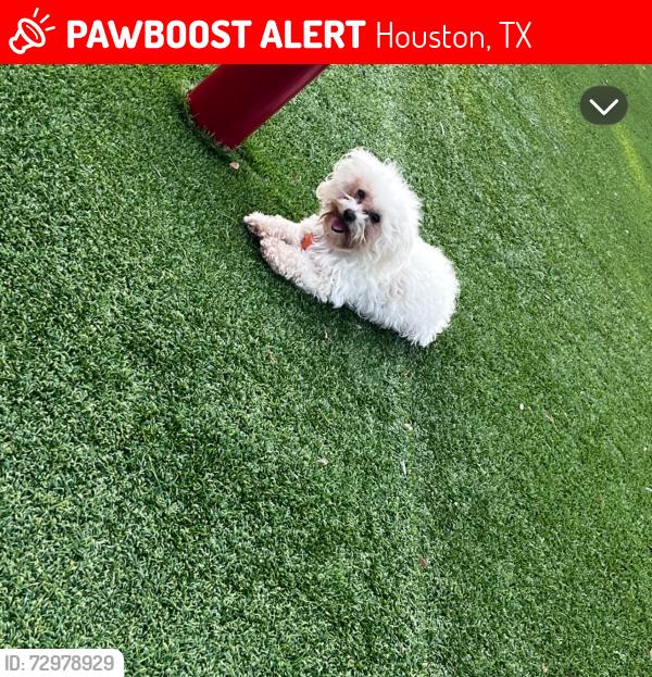 Lost Female Dog last seen Near 74th St, Houston, TX 77011