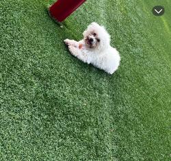 Lost Female Dog last seen Near 74th St, Houston, TX 77011
