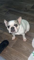 Reunited Female Dog last seen Near Perseus BRK, San Antonio, TX 78252