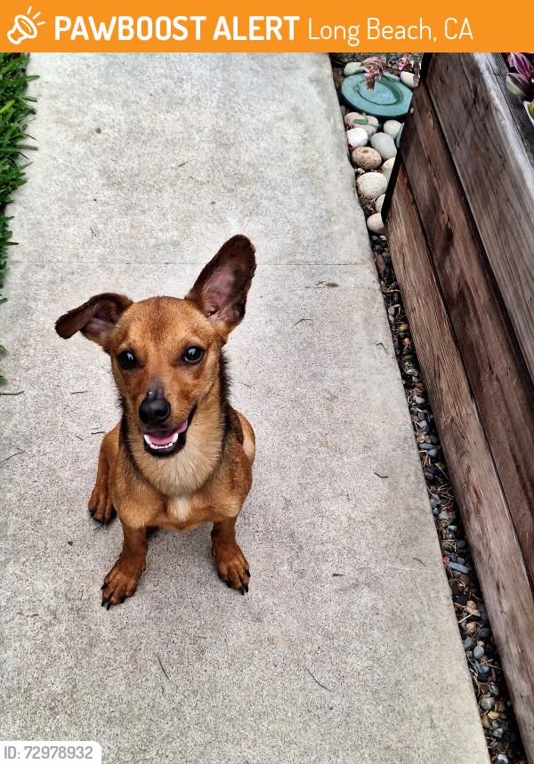 Found/Stray Male Dog last seen Pacific ave between 31st and 32nd street, Long Beach, CA 90806