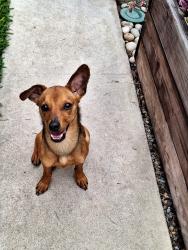 Found/Stray Male Dog last seen Pacific ave between 31st and 32nd street, Long Beach, CA 90806