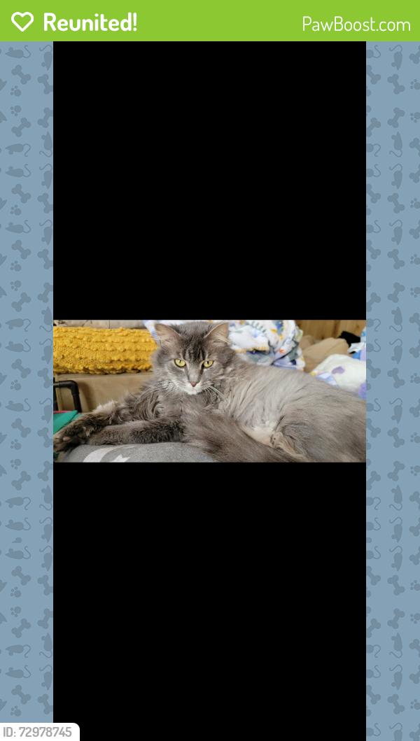 Reunited Female Cat last seen Lilac lane, Thornhurst Township, PA 18424