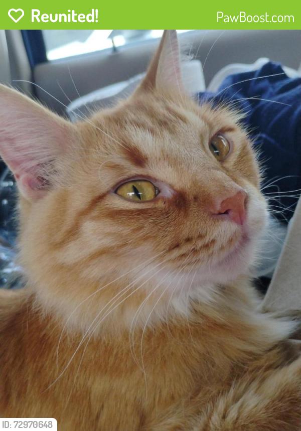 Reunited Male Cat last seen 86th st and ainsworth, Tacoma, WA 98444