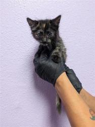 Shelter Stray Female Cat last seen El Paso, TX 79930, Fort Bliss, TX 79906