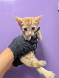 Shelter Stray Male Cat last seen El Paso, TX 79930, Fort Bliss, TX 79906