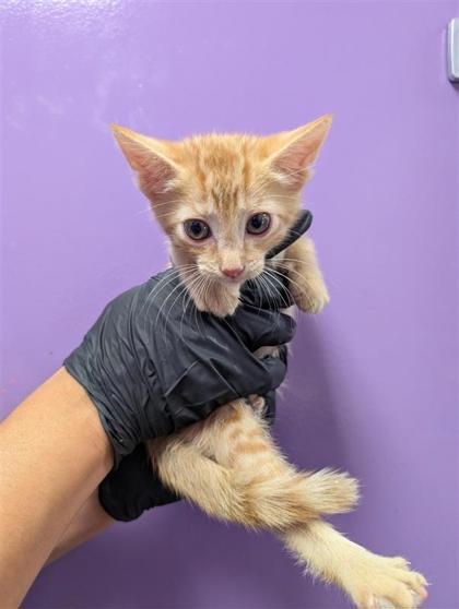 Shelter Stray Male Cat last seen El Paso, TX 79930, Fort Bliss, TX 79906