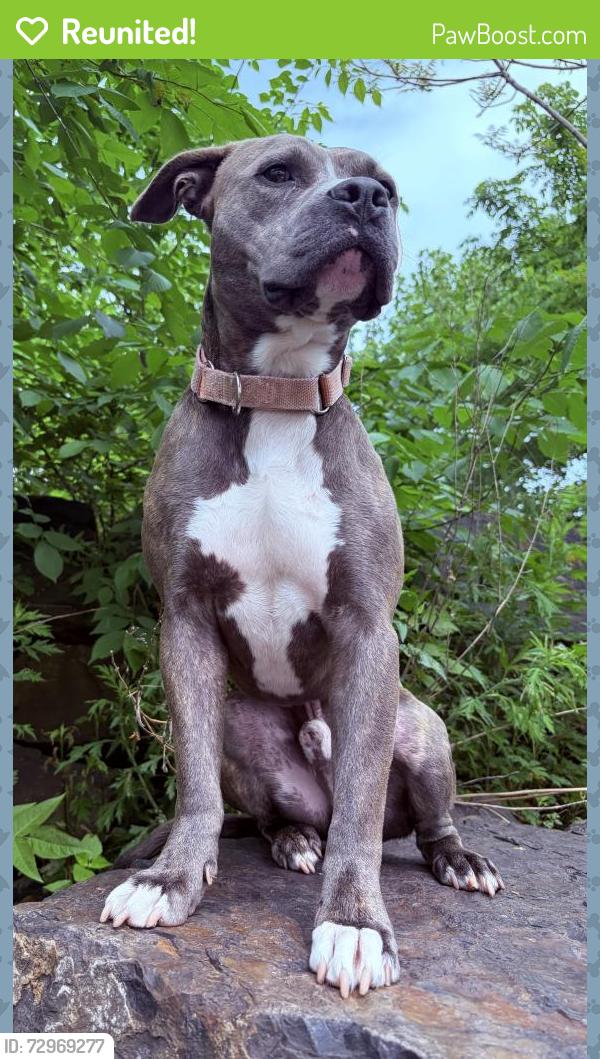 Reunited Male Dog last seen Art museum , Philadelphia, PA 19130