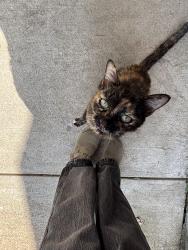 Reunited Female Cat last seen Spruce Ln, Princeton, TX 75407