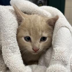 Shelter Stray Female Cat last seen Verona, WI 53593, Madison, WI 53718