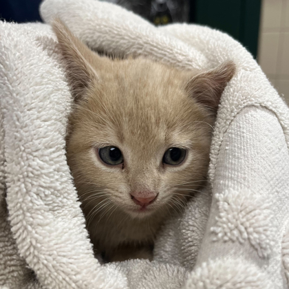 Shelter Stray Female Cat last seen Verona, WI 53593, Madison, WI 53718
