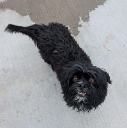 Shelter Stray Male Dog last seen Grand Island, NE 68803, Grand Island, NE 68801