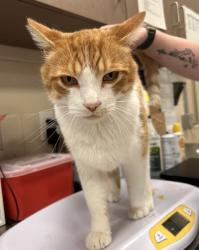 Shelter Stray Male Cat last seen Near Briargate Dr, Fishers City, IN, Fishers, IN 46038