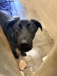 Shelter Stray Male Dog last seen Berkeley County, SC 29445, North Charleston, SC 29406
