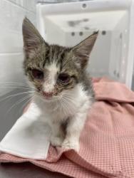 Shelter Stray Female Cat last seen N Rose St and E Biddle St, 21213, MD, Baltimore, MD 21230