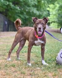 Shelter Stray Female Dog last seen Near Wood Terrace Ridge Atlanta, 30340,, 30340, GA, 3280 Chamblee Dunwoody Rd, Chamblee, GA 30341, USA