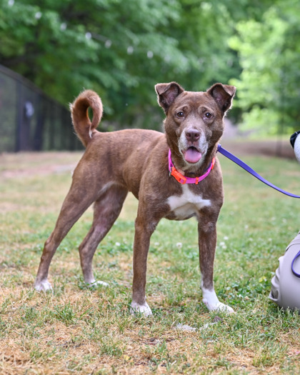 Shelter Stray Female Dog last seen Near Wood Terrace Ridge Atlanta, 30340,, 30340, GA, 3280 Chamblee Dunwoody Rd, Chamblee, GA 30341, USA