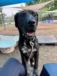 Shelter Stray Male Dog last seen Near Rolling Trl, Lithonia, GA 30058, 30058, GA, Atlanta, GA 30341