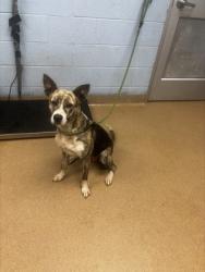 Shelter Stray Female Dog last seen Near Dogwood Farm Rd Decatur, 30034, 30034, GA, Atlanta, GA 30341