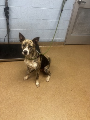 Shelter Stray Female Dog last seen Near Dogwood Farm Rd Decatur, 30034, 30034, GA, Atlanta, GA 30341