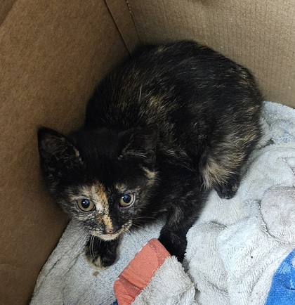 Shelter Stray Female Cat last seen Near Cherokee Ct, Atlanta, GA 30340, 30340, GA, 3280 Chamblee Dunwoody Rd, Chamblee, GA 30341, USA