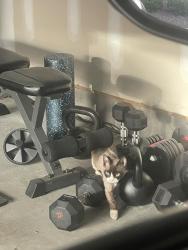 Found/Stray Unknown Cat last seen Found wondering into my garage and hanging around backside of the townhouses. , Morrisville, NC 27560