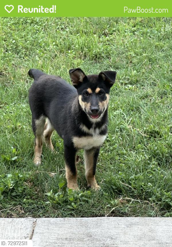 Reunited Male Dog last seen Wilson’s creek and mobile bay, San Antonio, TX 78245