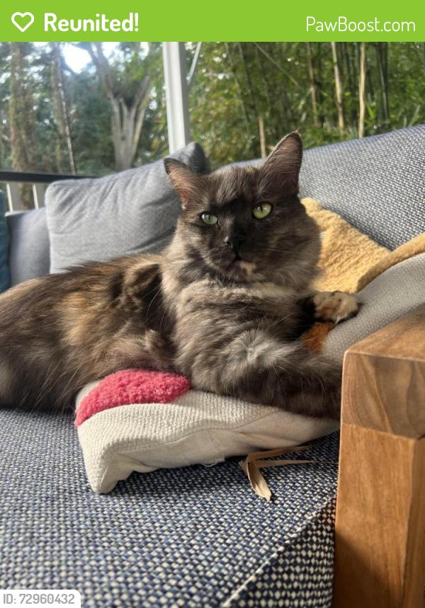 Reunited Female Cat last seen Hawthorn Terrace Red Hill, Red Hill, QLD 4059