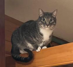 Reunited Male Cat last seen White Bear Ave., White Bear Lake, MN 55110