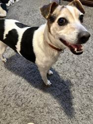 Lost Male Dog last seen Lucita’s Mexican Restaurant, Kenedy, TX 78119