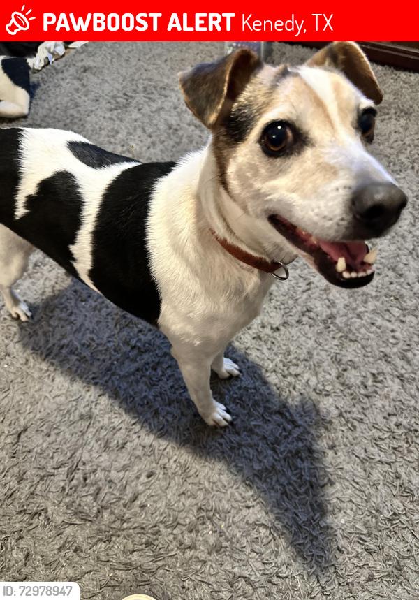 Lost Male Dog last seen Lucita’s Mexican Restaurant, Kenedy, TX 78119