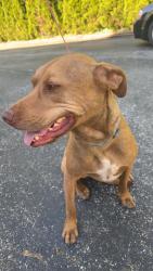 Reunited Male Dog last seen Heidler Road, Fairview Pa , Erie County, PA 16415