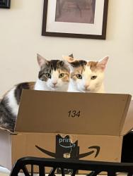 Lost Female Cat last seen Vista Campana s, Oceanside, CA 92057