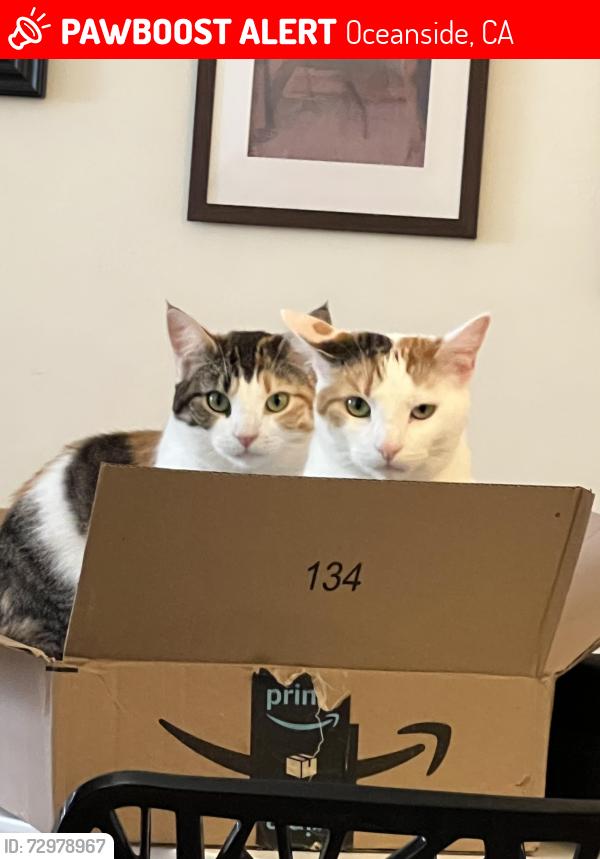 Lost Female Cat last seen Vista Campana s, Oceanside, CA 92057